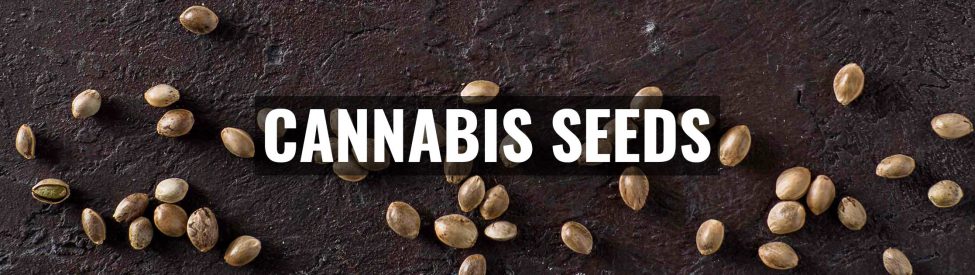 Category-Cannabis-Seeds