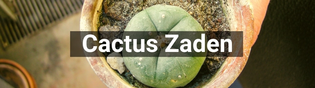 ✅ Alle hoge kwaliteit Cactus Zaden producten van Smartific.nl