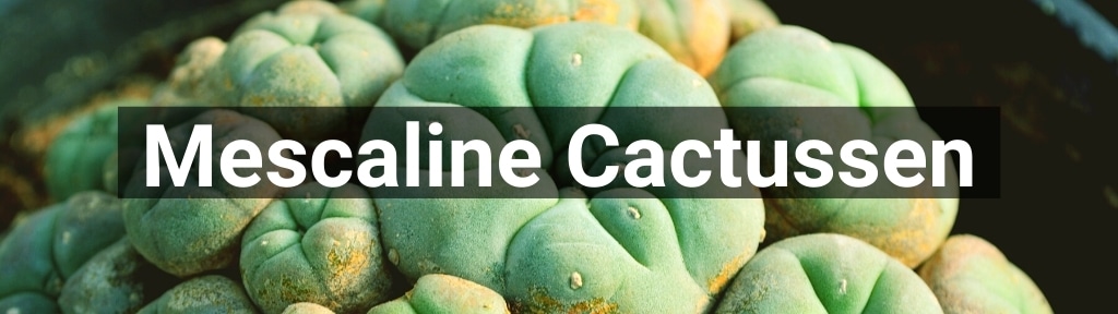 ✅ Alle hoge kwaliteit Mescaline Cactussen producten van Smartific.nl