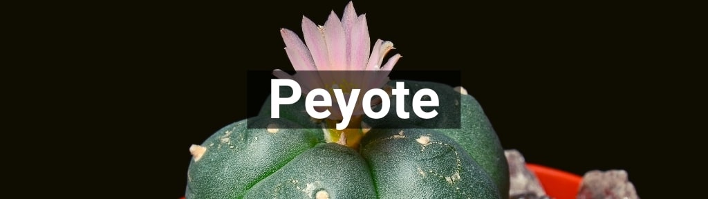 ✅ Alle hoge kwaliteit Peyote producten van Smartific.nl