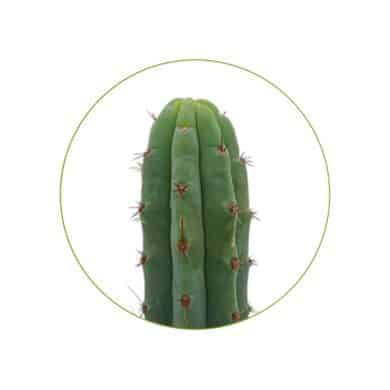 Bridgesii 100 seeds contents McMystic