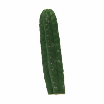 ? San Pedro Pachanoi Cactus (25cm) Smartific 60011 mcs