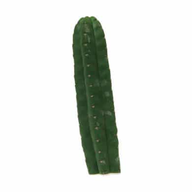 ? San Pedro Pachanoi Cactus (25cm) Smartific 60011 mcs