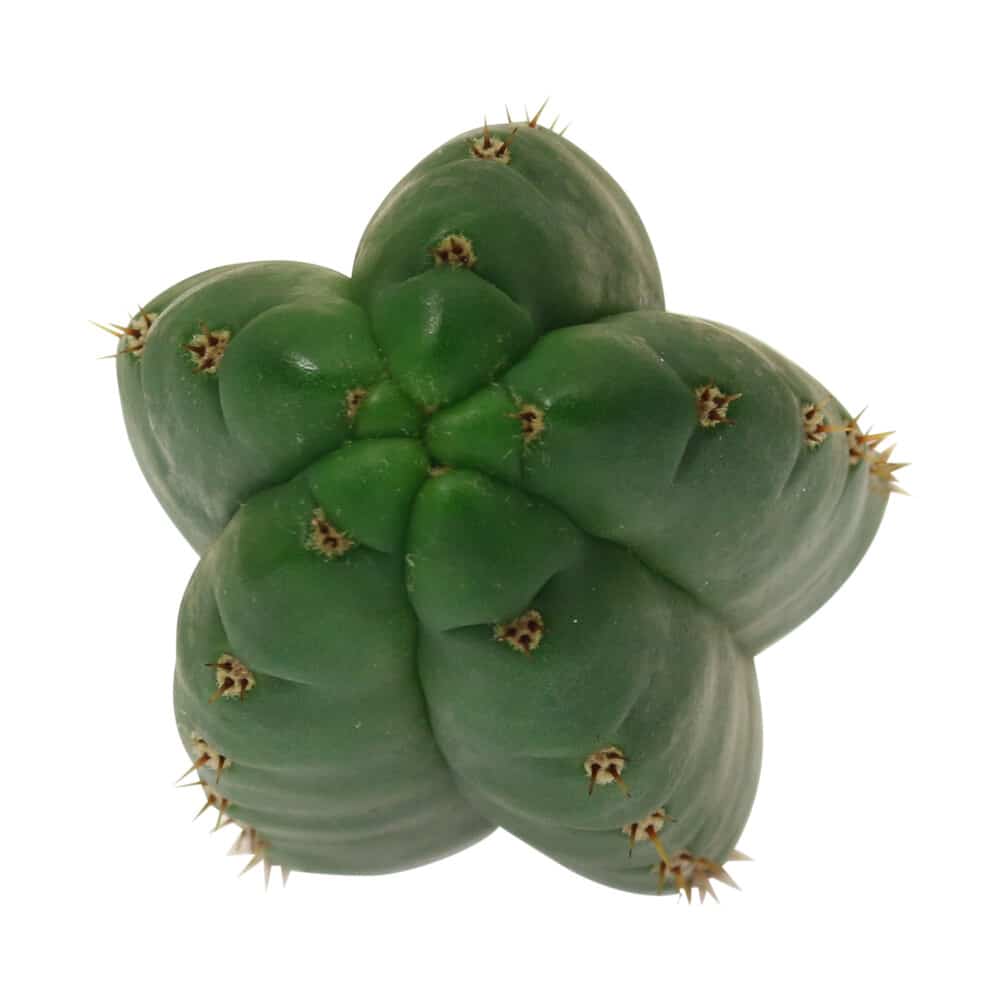 ? San Pedro Pachanoi Cactus (25cm) Smartific 60011 mcs