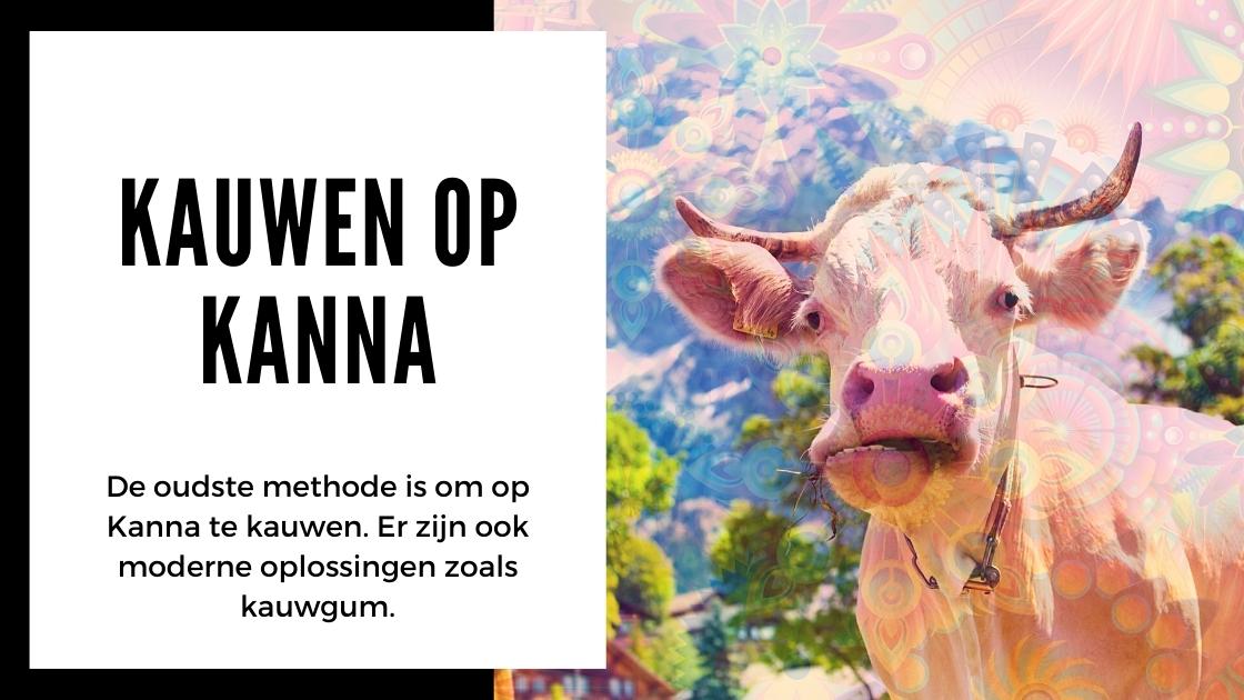 Alles wat je moet weten over Kanna - smartific.nl advies blog (4)
