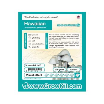 Hawaiian Copelandia Cyanescens Paddo Kweekset
