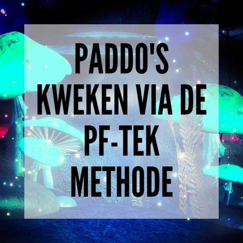Paddo's kweken via de PF-TEK methode