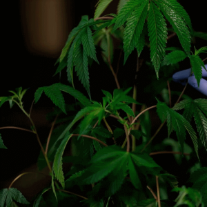Wietplant Genetica Kwaliteit bij Wietzaadjes