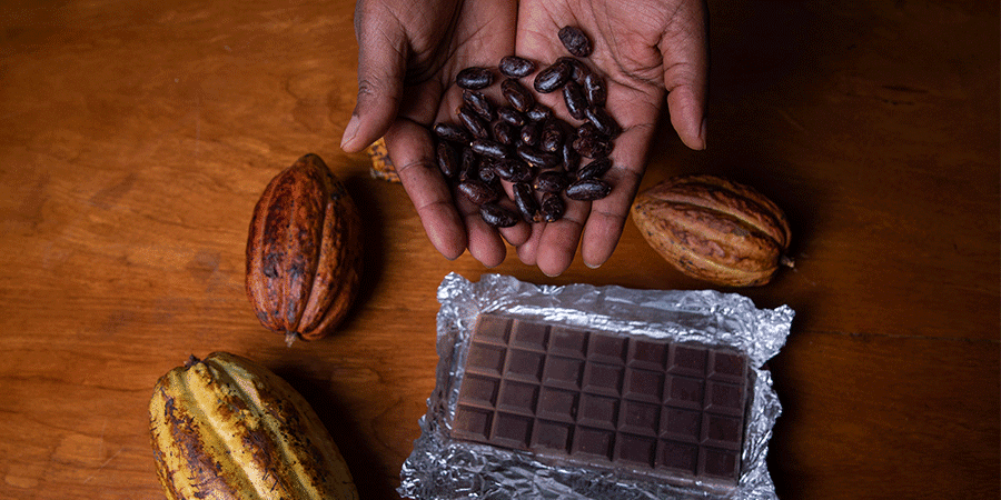 Wat is een cacao ceremonie - cacao bonen
