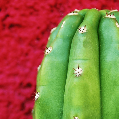 San Pedro cactus bereiden