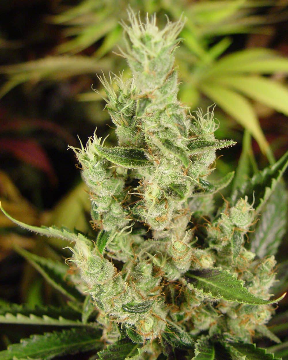 Amnesia Haze Autoflower Soma Seeds wholeplant