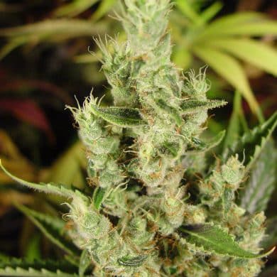 Amnesia Haze Autoflower Soma Seeds wholeplant