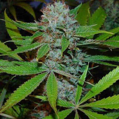 Buddha's Sister Soma Seeds wholeplant