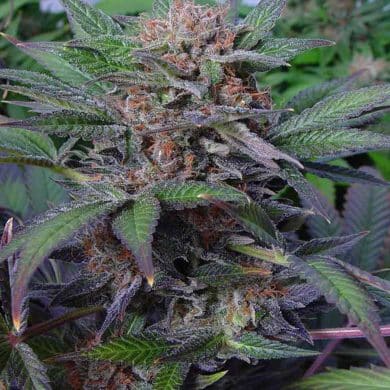 somango Autoflower Soma Seeds wholeplant