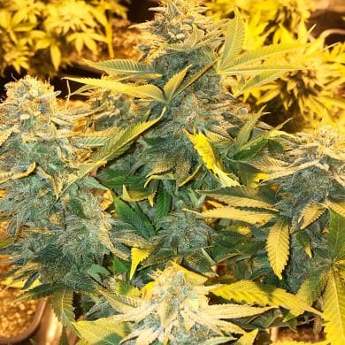 somango Soma Seeds wholeplant
