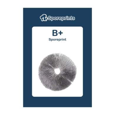 B+ Sporeprint 2