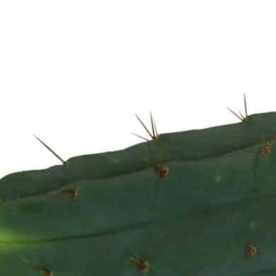 Cutting Bridgesii 25 – 29 cm 2