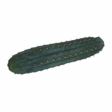 San Pedro cutting Pachanoi 25 – 29 cm 1