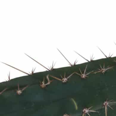 San Pedro cutting Pachanoi 25 – 29 cm 1