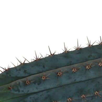 San Pedro Cutting Peruvianus – 25 – 29 cm 2