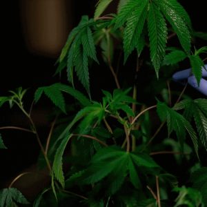 Genetica e qualità della pianta di cannabis Wietzaadjes