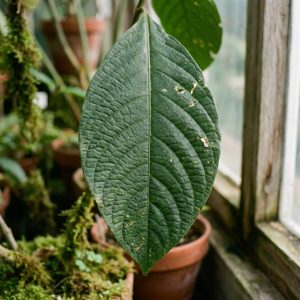 Botaniczne próbki referencyjne Banisteriopsis caapi i Psychotria viridis na stole laboratoryjnym.